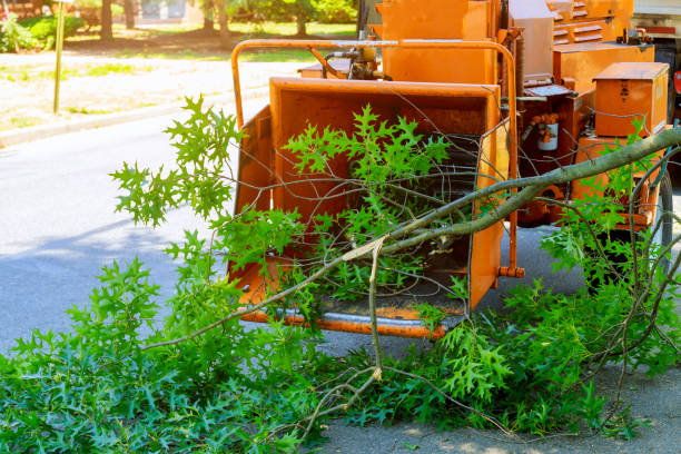 Tree Removal for Businesses in New Madrid, MO